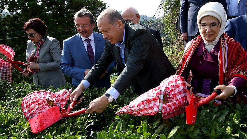 Cumhurbaşkanı Erdoğan Rize'de çay hasadı yaptı