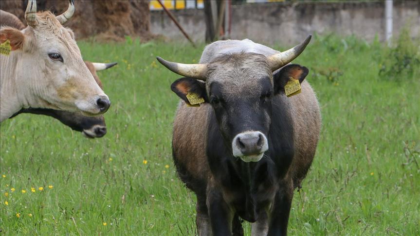 Razvojno-edukativni centar Manjača: Buše malo daju, ali još manje traže