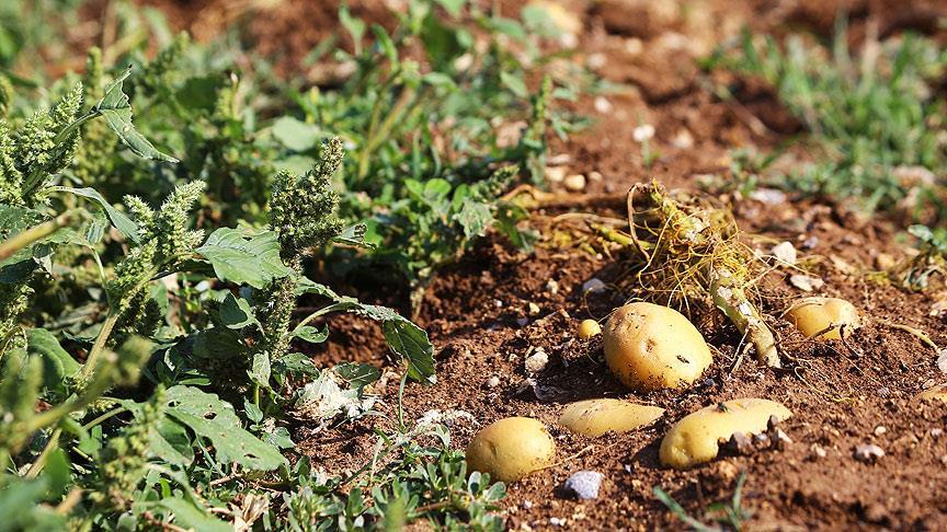Çukurovalı çiftçiler patatesi tarlada bekletiyor