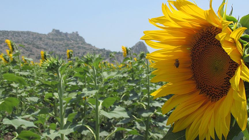 Yağlı tohum prim desteği başvuru süresi uzatıldı