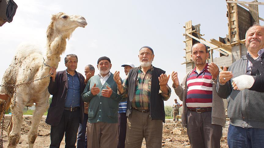 Mahalleli kurban edilecek devenin peşine düştü