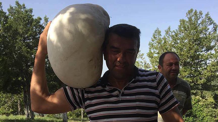 Denizli'de bulunan "dev" mantar şaşırttı