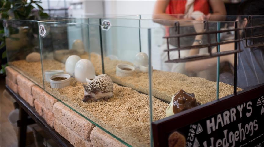 Japanese cafe offers prickly comfort