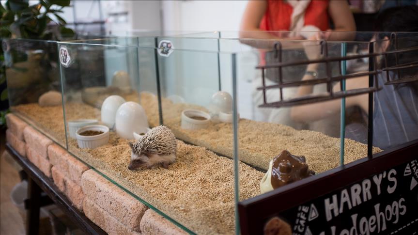 Tokio me kafeteri ku përpos kafes paguhet edhe shoqërimi me iriqë