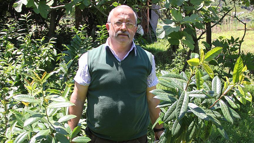 Çevreci taksici ilçesini meyve ağaçlarıyla donattı