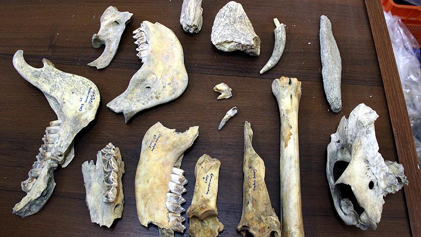 Van'da Demir Çağı'na ait kızıl geyik iskeleti bulundu 