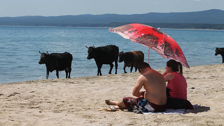 Merada otlayan inekler plajda denize giriyor