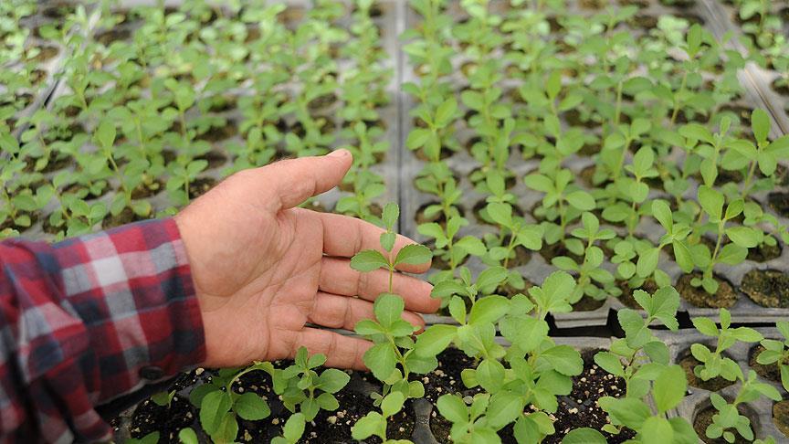 'Stevia' şekerin tahtını sallıyor