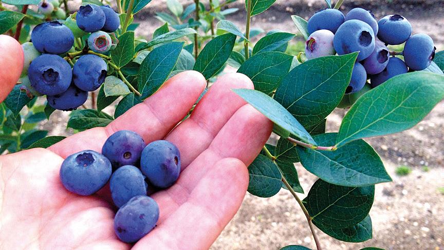 Karadeniz tarımına 'mavi yemiş' desteği