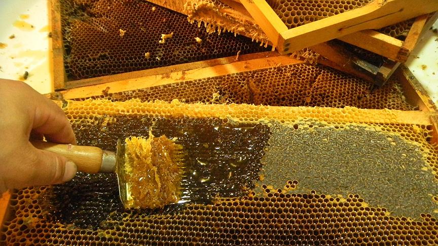 Kestane balı kovandan çıkmadan satıldı