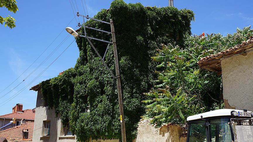 'Sarmaşıklı ev' çeyrek asırdır doğal klimalı