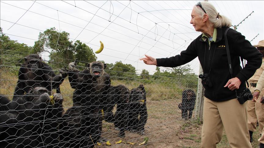 Baby chimpanzee trafficking 'on rise': UK primatologist