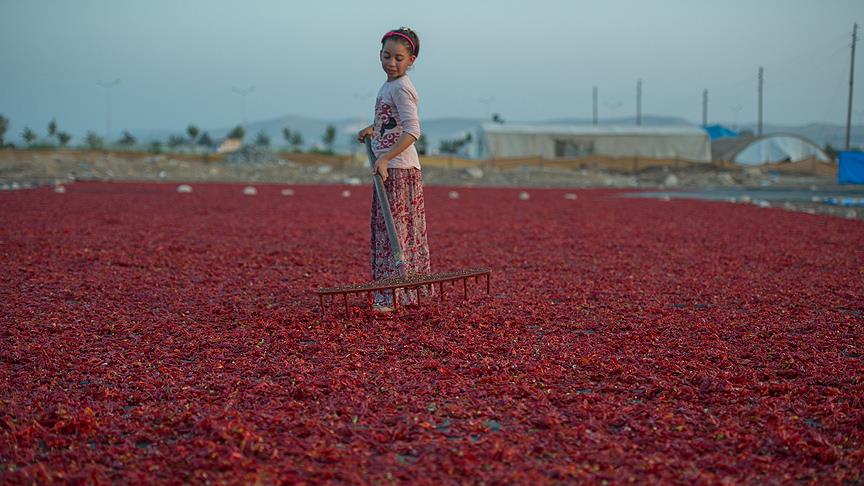 Tarladan sofraya isotun 'acı' yolculuğu