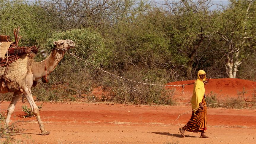 Kenya Tens of thousands attend intl camel derby