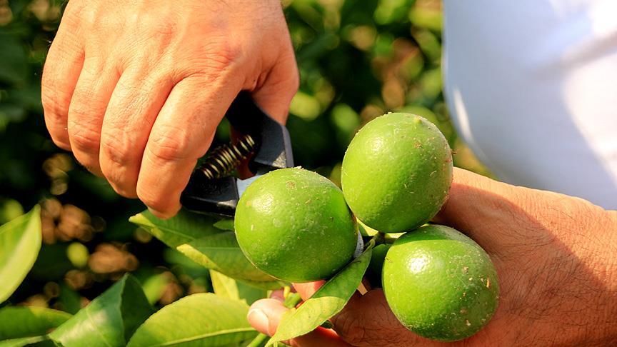 Mersin'de limon hasadı başladı