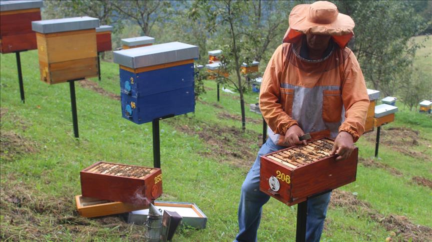 Pčelarstvo na drugačiji način: Miloš Perišić proizvodi matice za osnivanje pčelinjih društava 