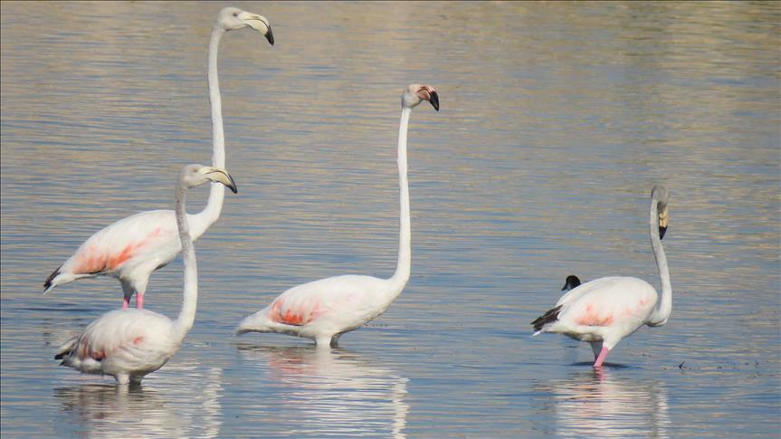 Turska: Jato flamingosa odmara na obalama jezera Beysehir