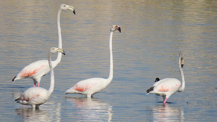 Flamingolar Beyşehir Gölü'nde mola verdi