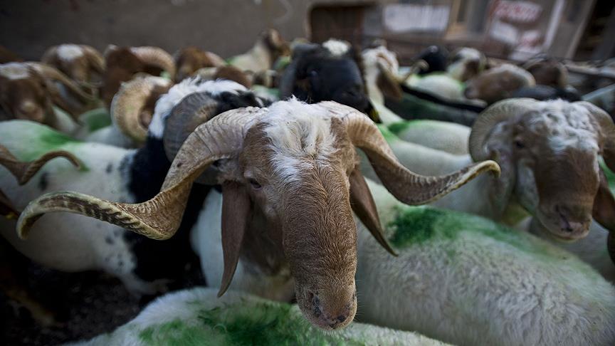 Mirasımız Derneği Kudüs'te kurban kesiyor