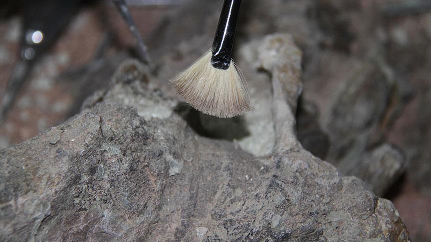 Scientists discover world’s oldest fossil