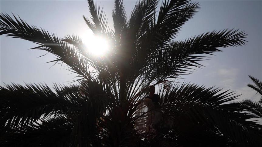 تمور أريحا.. ذهب فلسطيني يقاوم شح المياه 