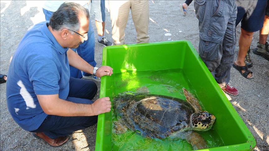 Turkey center gives 3 injured turtles new lease on life