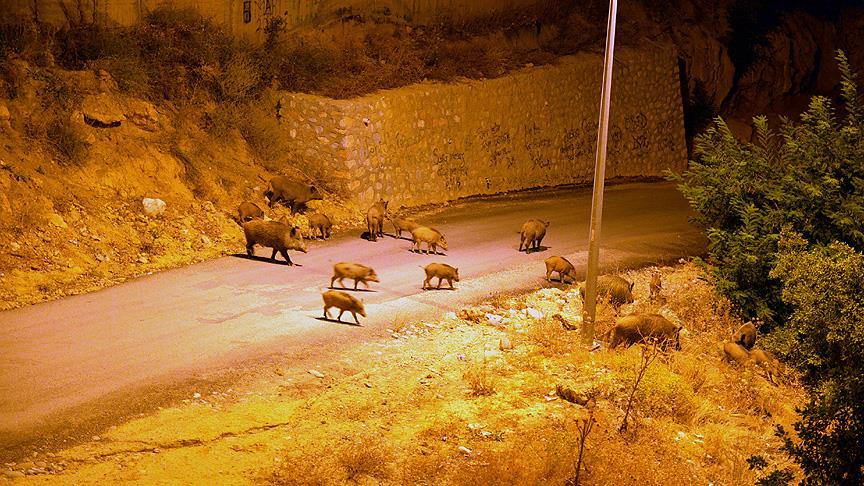 Tunceli'de aç kalan yaban domuzları şehre indi