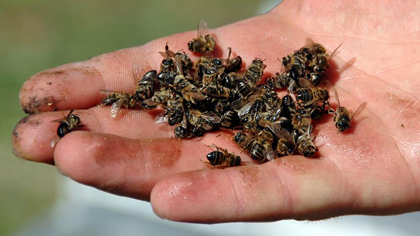 Zika paniği nedeniyle milyonlarca bal arısı öldürüldü