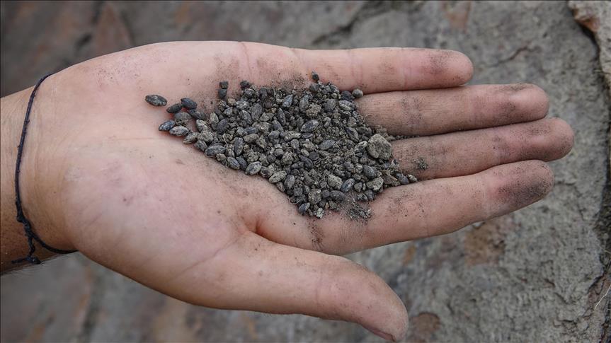 2,800-year-old seeds found in Turkey to be resurrected