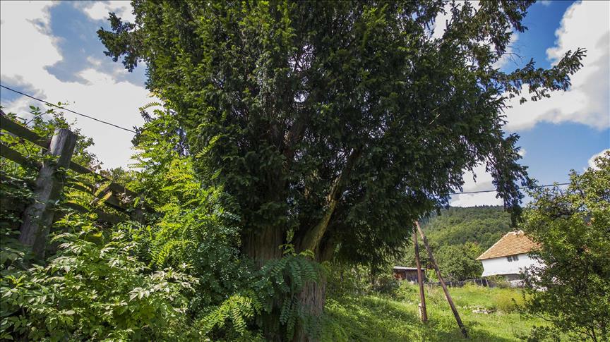 Dva drveta tise u Pepelarima kod Zenice među najstarijim i najvećim u Evropi