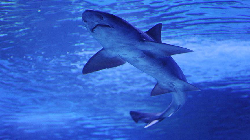 Avustralya’da köpek balığı saldırısı 