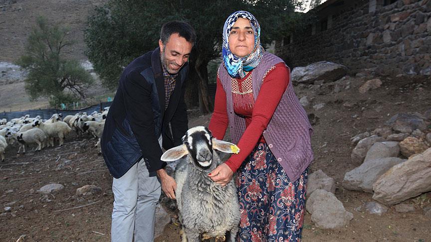 Erzurum'da çalınan kuzularını tesadüfen Bingöl'de buldu