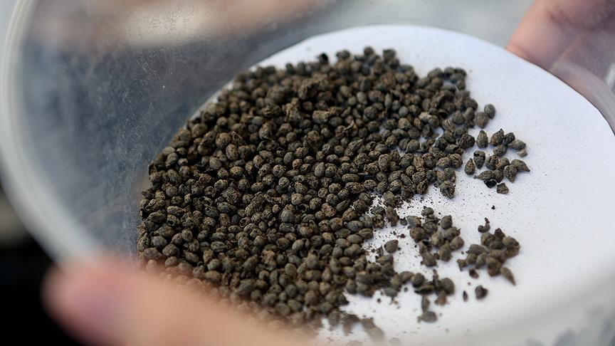 Yassıtepe’de 5 bin yıllık üzüm çekirdekleri bulundu
