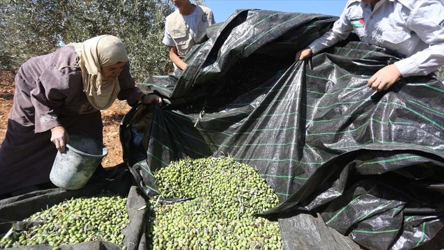 "العونة".. تكافل فلسطيني يتجلى مع قطف الزيتون (تقرير)
