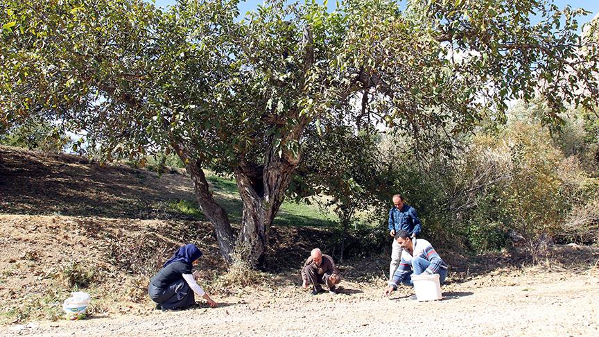 Ceviz ağacı 'korkulu rüyaları' oldu