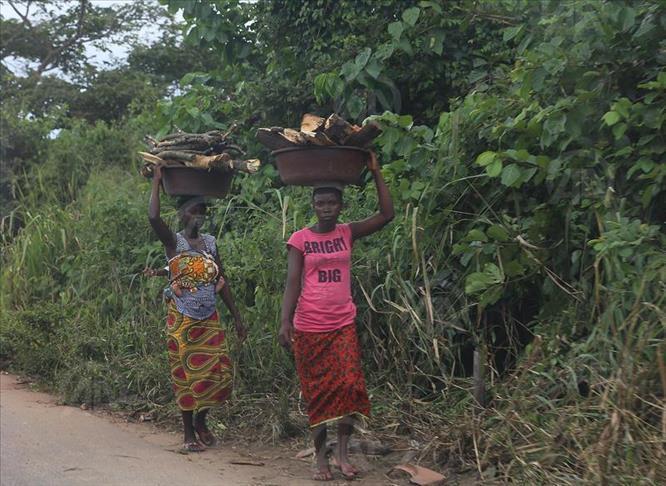 Le Néré, cet arbre magique au secours des populations d'Afrique