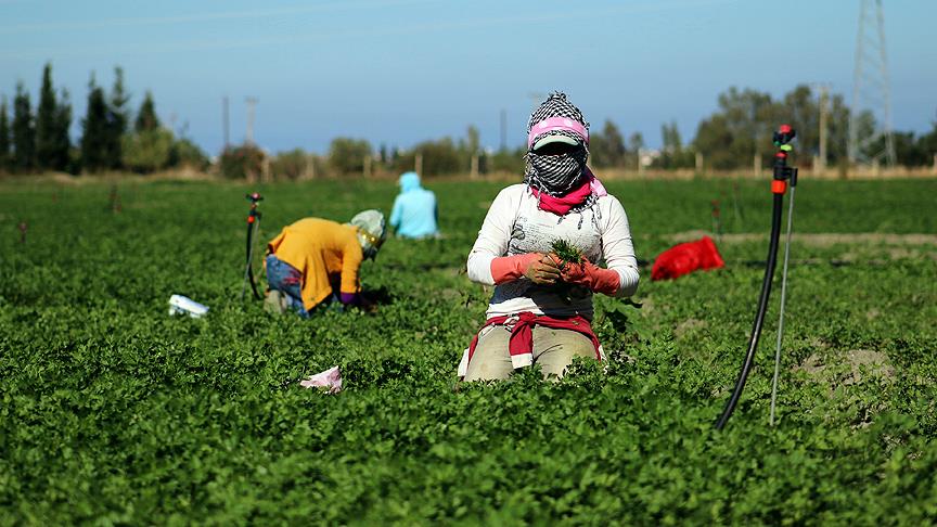 Türkiye'deki maydanozun yüzde 40'ı Hatay'da yetişiyor  