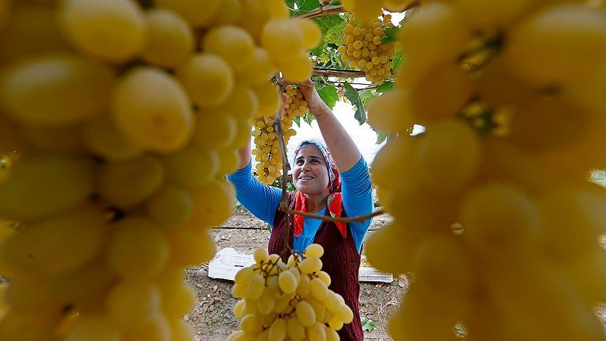 Dalında bekletilen üzüm kış sofralarını süsleyecek