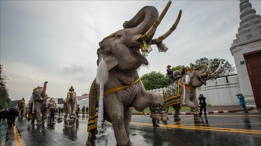 Elefantët e bardhë mistik në ceremoninë e zisë kombëtare për mbretin e Tajlandës
