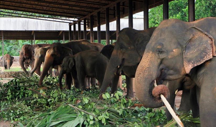 Les "faux palmiers" du Burundi en voie d'extinction.....faute d'éléphants !