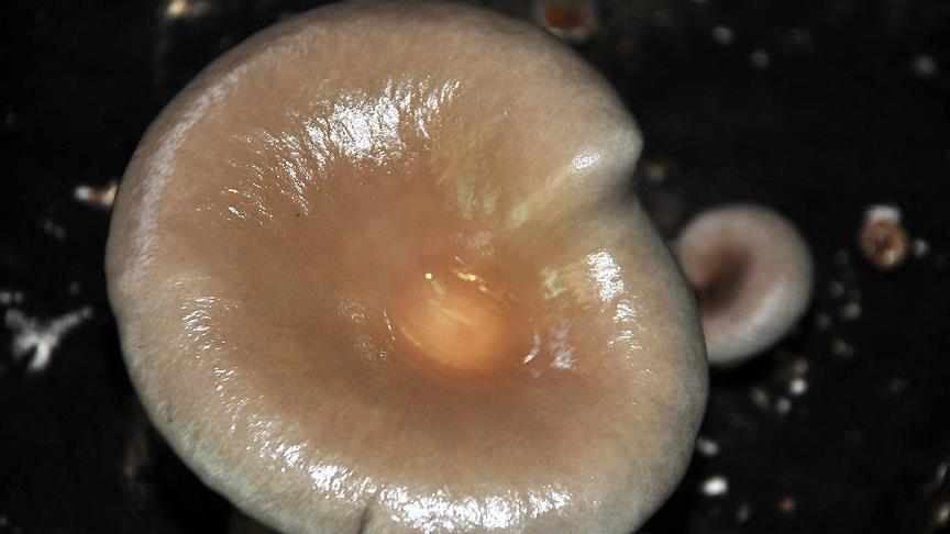 Zehirli mantarda 48 saat uyarısı