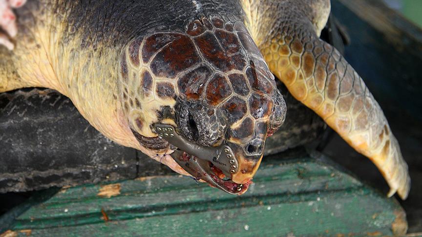 Çene protezi takılan caretta caretta öldü