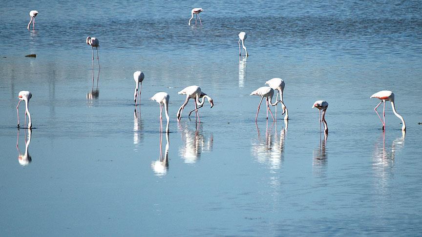 Flamingolar Bodrum'a gelmeye başladı