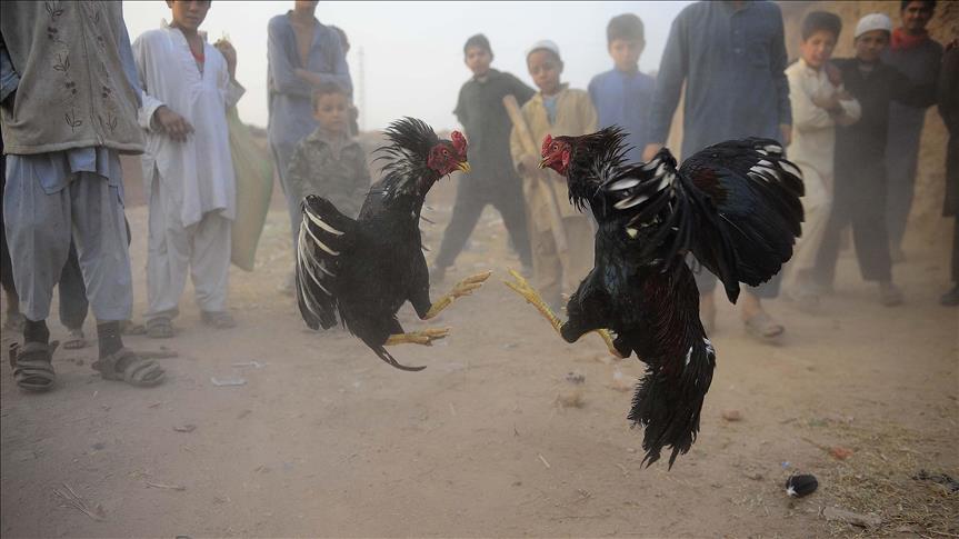 Pakistan: Održana tradicionalna borba pijetlova