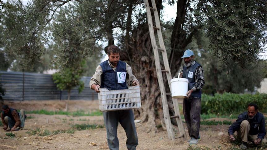 رغم الحصار والقصف.. حرستا السورية تتشبث بشجرة الزيتون (تقرير) 