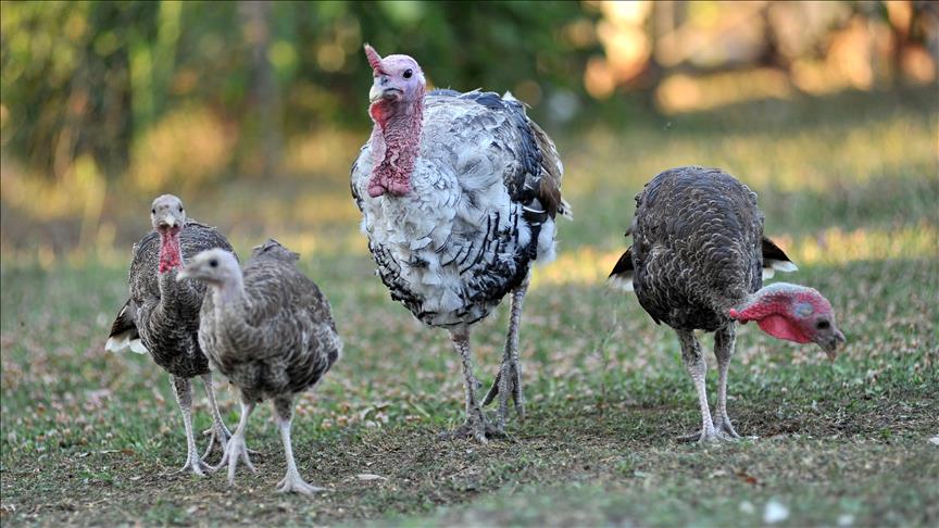 US: Thanksgiving turkeys to cost $1B