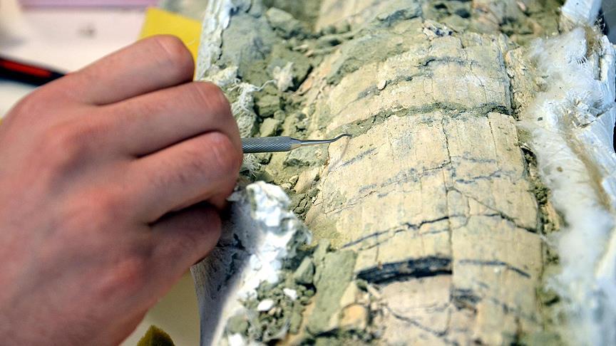 Güney Kutbu'nda yeni böcek türü fosili bulundu