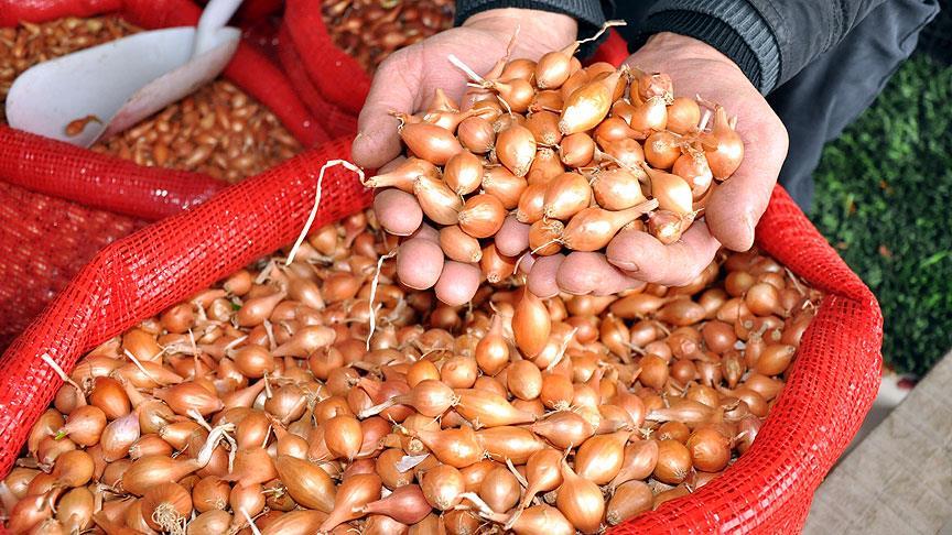 Karacabey soğanı tescillendi