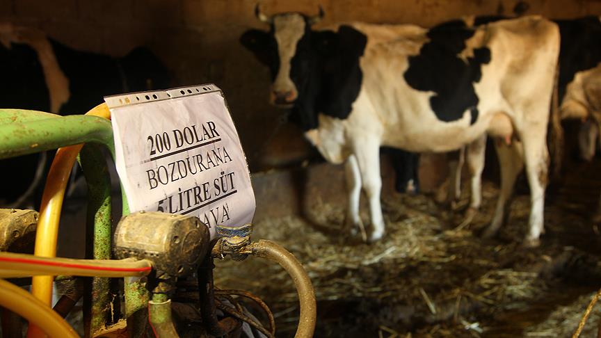 '200 dolar bozdurana 5 litre süt hediye'