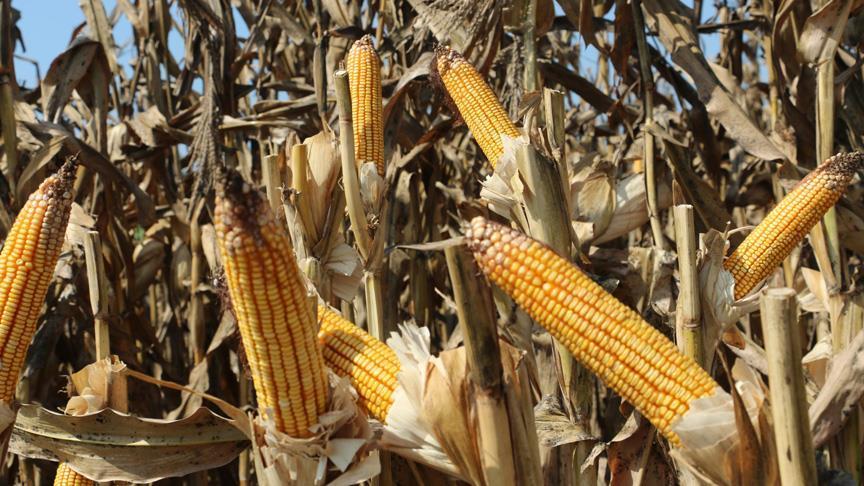 Zambia: Maize price row can drive food shortage in 2017